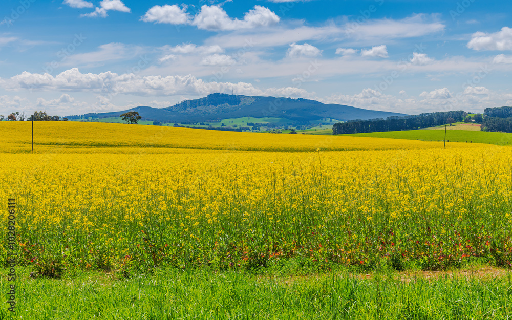 Canola Fields in the Springtime