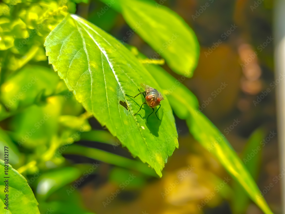 A fly sitting on a leaf.