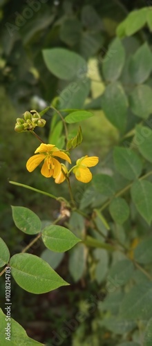 Beautiful landscape of alpine meadow in the mountains  flower 