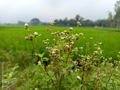 Beautiful landscape of alpine meadow in the mountains  flower 