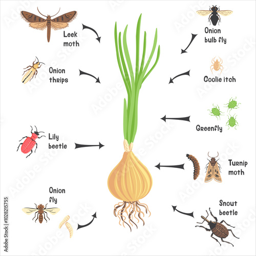 vector drawing onion plant, bulb with green leaves, chives and pests, vegetables and insects in soil ground, hand drawn illustration