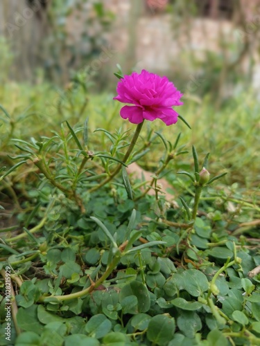 Beautiful landscape of alpine meadow in the mountains  flower 