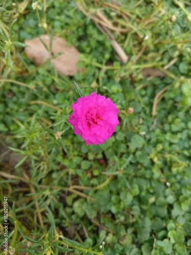 Beautiful landscape of alpine meadow in the mountains  flower 