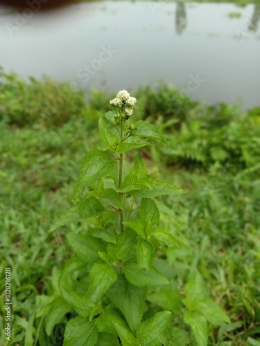 Beautiful landscape of alpine meadow in the mountains  flower 