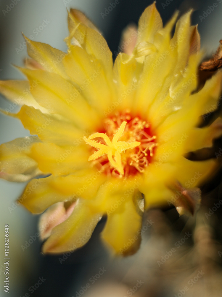 Fototapeta premium flor de biznaga amarilla