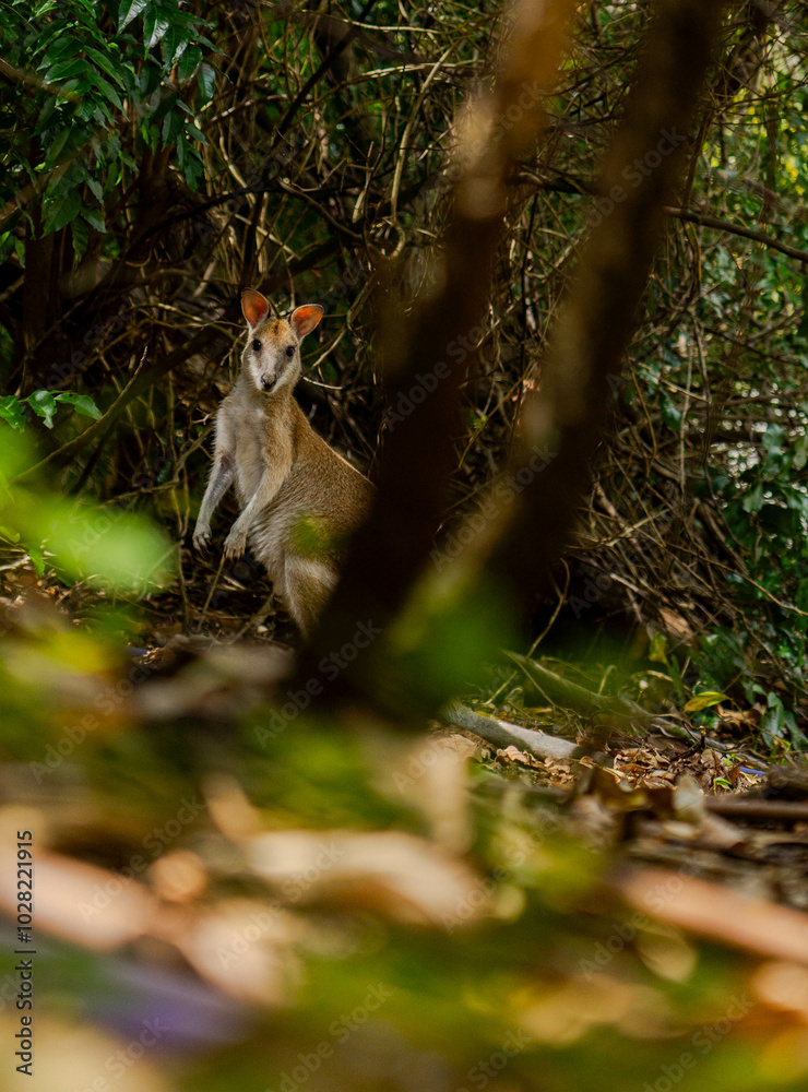 Obraz premium wallabies on hamilton island australia
