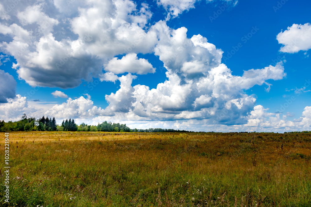 Summer landscape with meadow, forest, white clouds and blue sky Summer landscape with meadow, forest, white clouds and blue sky