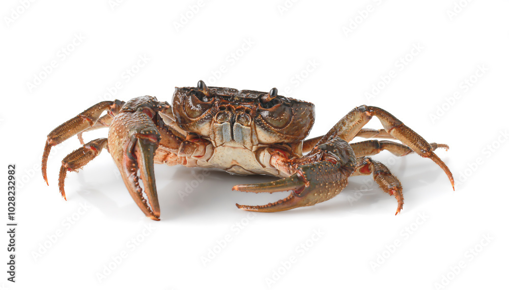 Orange Crab isolated on white background, Fresh seafood, Serrated mud crab, Thai mountain crab. Orange Crab isolated on white background, Fresh seafood, Serrated mud crab, Thai mountain crab.