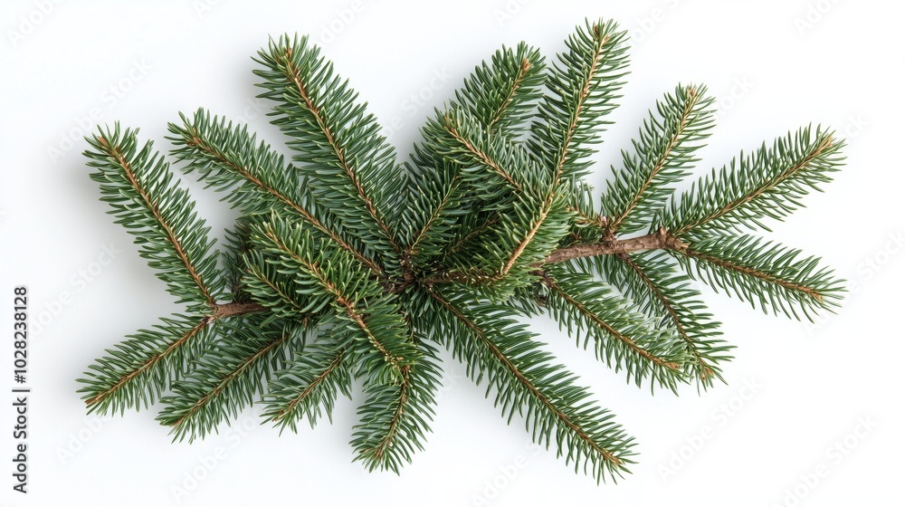 Exploring the Beauty of Evergreen Branches in Nature Exploring the Beauty of Evergreen Branches in Nature
