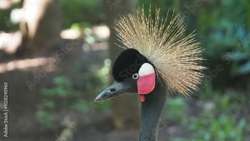 The Black Crowned Crane photo