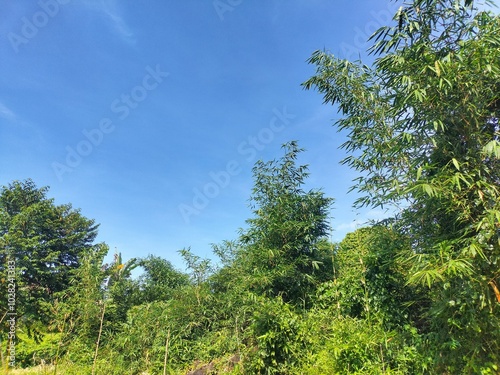Beautiful natural clear sky landscape in the forest