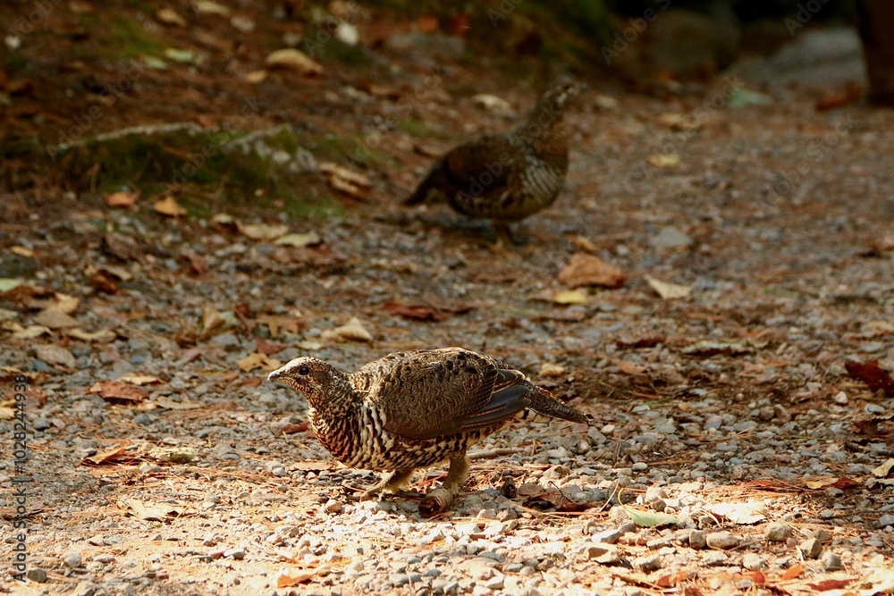 grouse on the ground grouse on the ground
