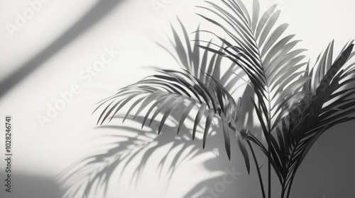 Palm Leaves Cast Shadows on White Wall