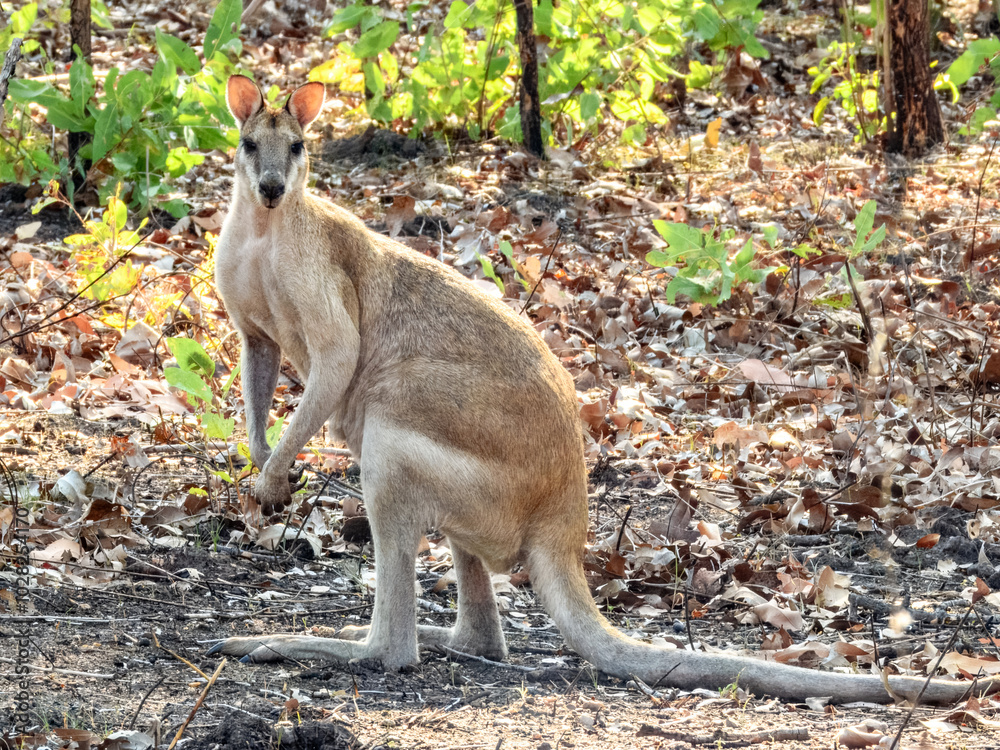 Agile Wallaby (Notamacropus agilis) in Australia Agile Wallaby (Notamacropus agilis) in Australia