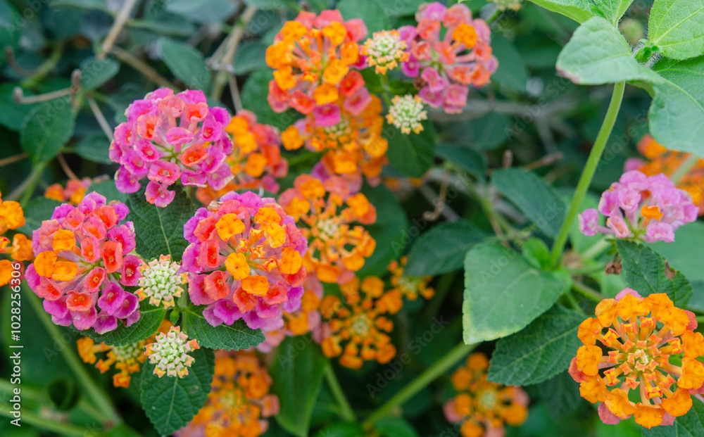 Lantana or Lantana camara flowers blooming in the morning Lantana or Lantana camara flowers blooming in the morning