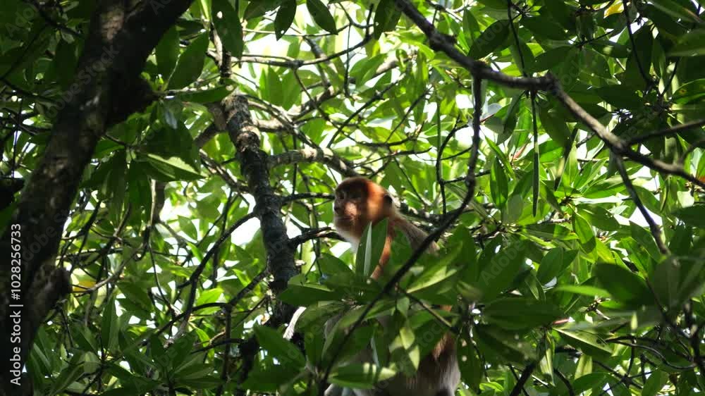 Selective focus proboscis monkey in the wild, sitting on tree, at mangrove forest at Tarakan, Indonesia. Proboscis monkey foraging at mangrove forest. Wild nature stock footage. Selective focus proboscis monkey in the wild, sitting on tree, at mangrove forest at Tarakan, Indonesia. Proboscis monkey foraging at mangrove forest. Wild nature stock footage.