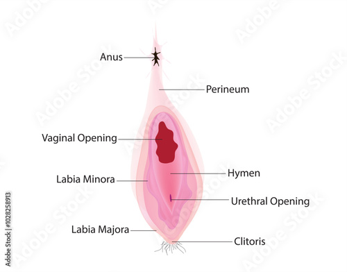 Female genitalia - external genitalia comprise the pudendum, the clitoris, and the female urethra