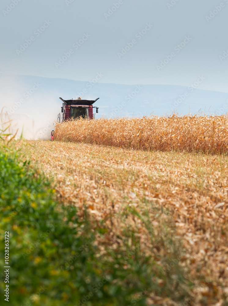 Fototapeta premium Combine harvester working in a corn field