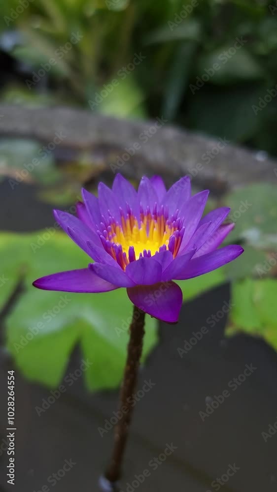 A purple lotus flower in bloom, growing in a clay jar A purple lotus flower in bloom, growing in a clay jar