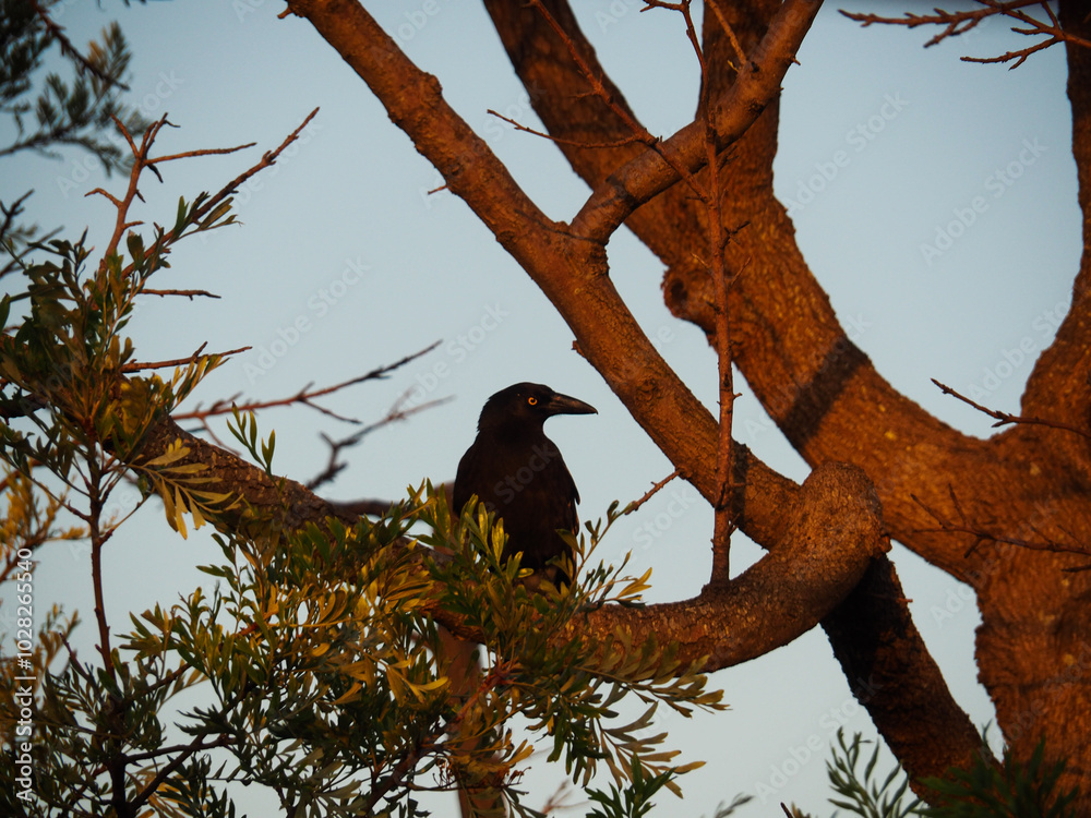 crow perched on a grevillea tree branch amongst in the sunlight crow perched on a grevillea tree branch amongst in the sunlight