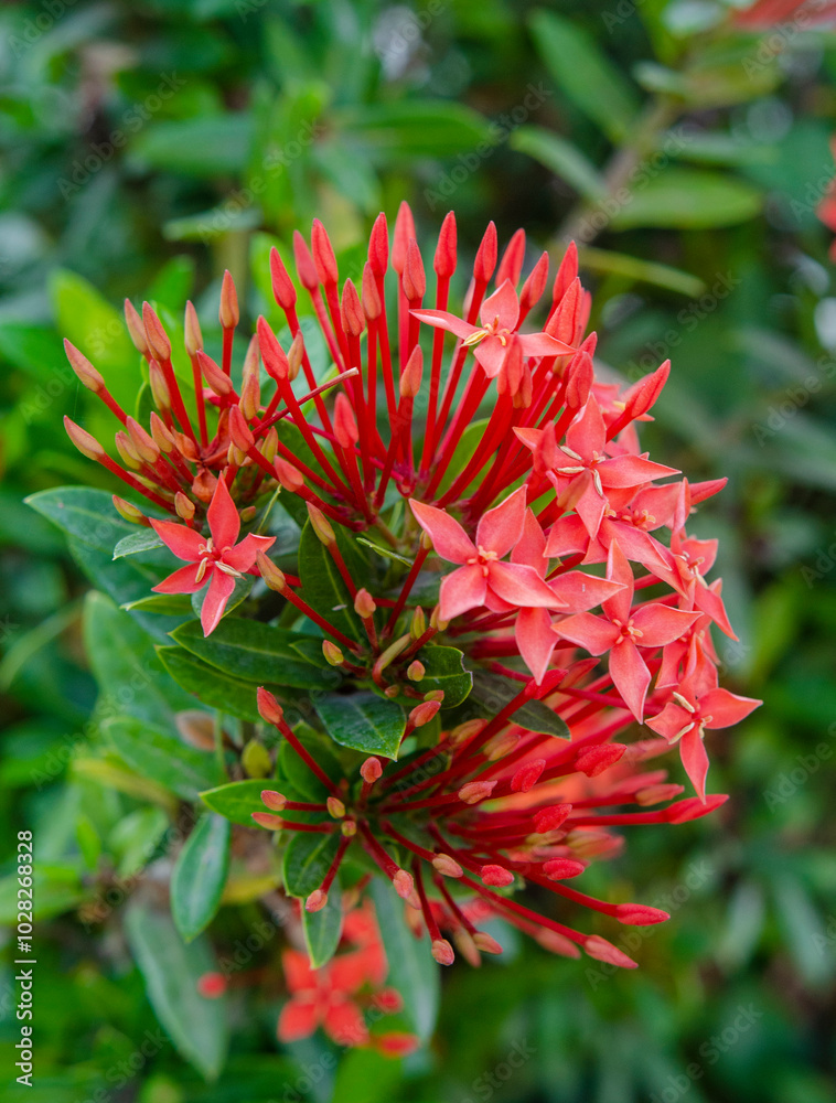 Red Ixora coccinea bloom in tropical garden. Group of elegant star-shaped flowers with detailed petals and green leaves. Floral plants for outdoor Red Ixora coccinea bloom in tropical garden. Group of elegant star-shaped flowers with detailed petals and green leaves. Floral plants for outdoor