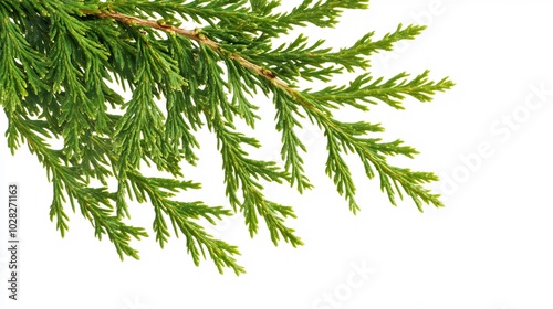 Cedar Branch Isolated On White Background