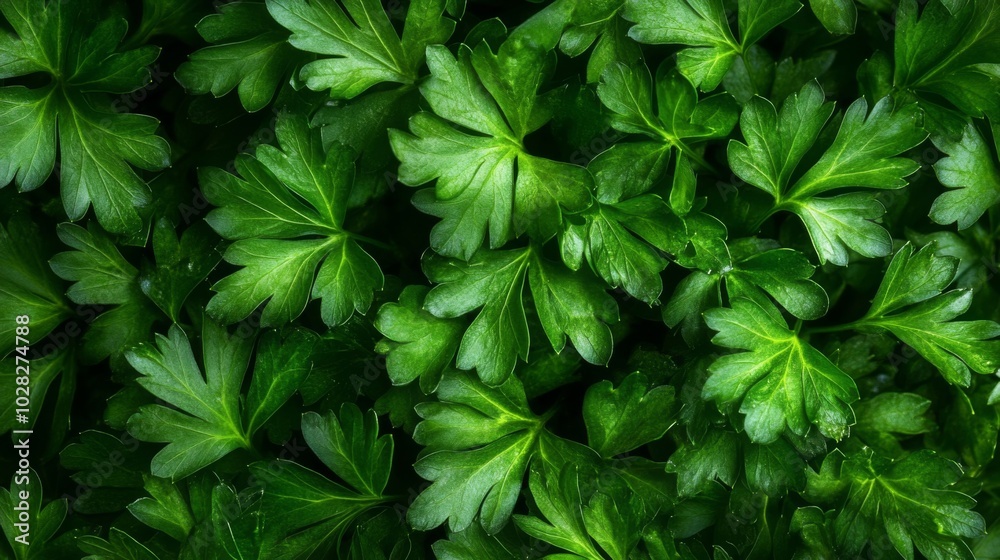 Close-up of Lush Green Parsley Leaves