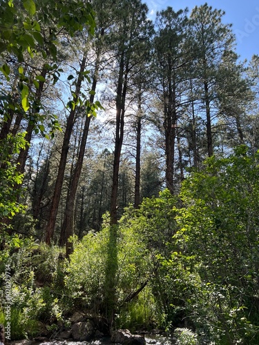 Forest Trees