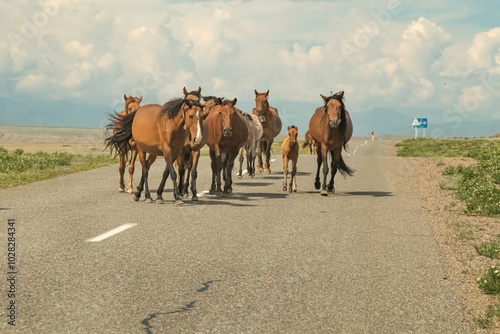 Horses walk along an asphalt road against a background of blue sky with clouds. Kazakhstan, highway. photo