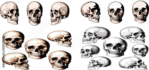 Print  Anatomically correct human skulls set isolated. Hand drawn line art vector illustration.