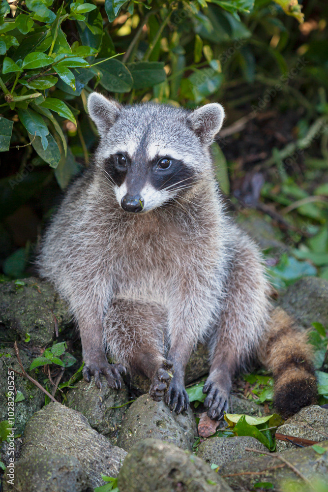A wild raccoon is looking for food on the ground. Portrait of a wild raccoon A wild raccoon is looking for food on the ground. Portrait of a wild raccoon