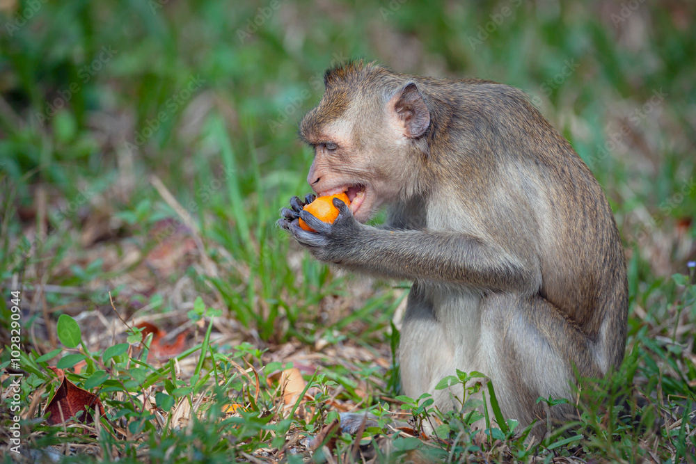Obraz premium Crab-eating macaque sits and eats tangerines