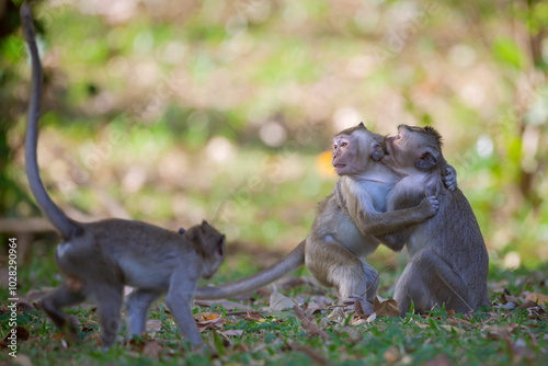 Young Crab-eating Macaques play in a clearing in the forests of Cambodia