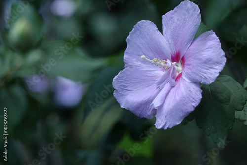 夏の茶室を彩る