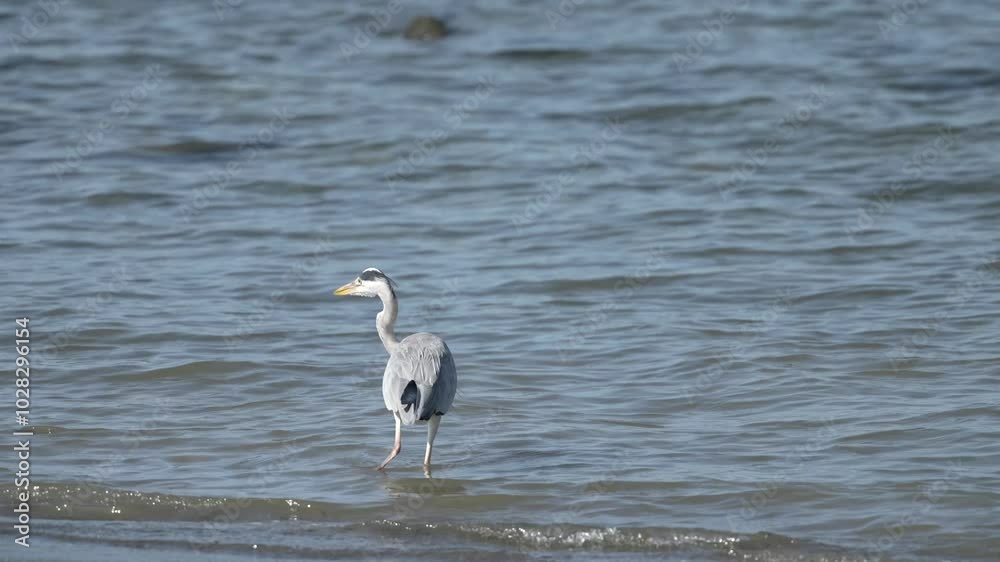 grey heron in a seashore