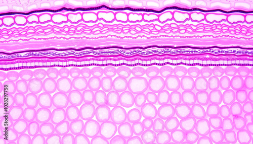 A magnified view of stratified squamous epithelium showing layers of flattened and rounded cells photo