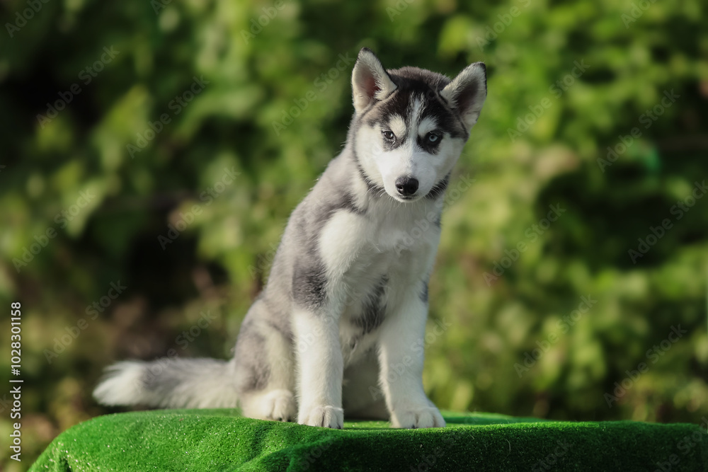 One Little cute puppy of Siberian husky dog outdoors One Little cute puppy of Siberian husky dog outdoors