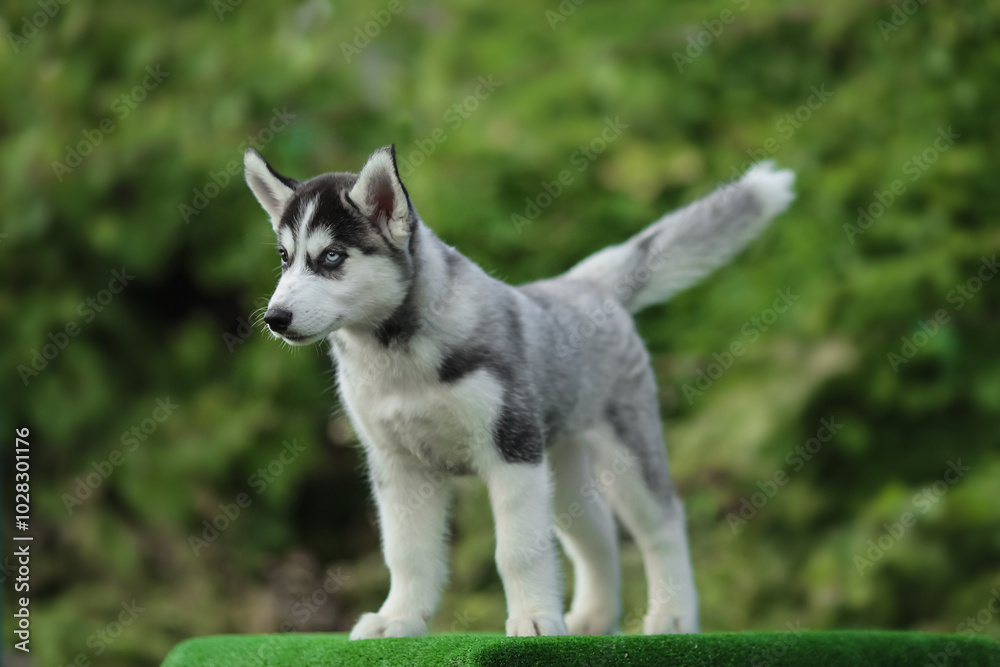 One Little cute puppy of Siberian husky dog outdoors One Little cute puppy of Siberian husky dog outdoors