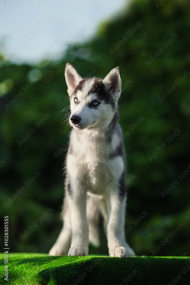 One Little cute puppy of Siberian husky dog outdoors One Little cute puppy of Siberian husky dog outdoors