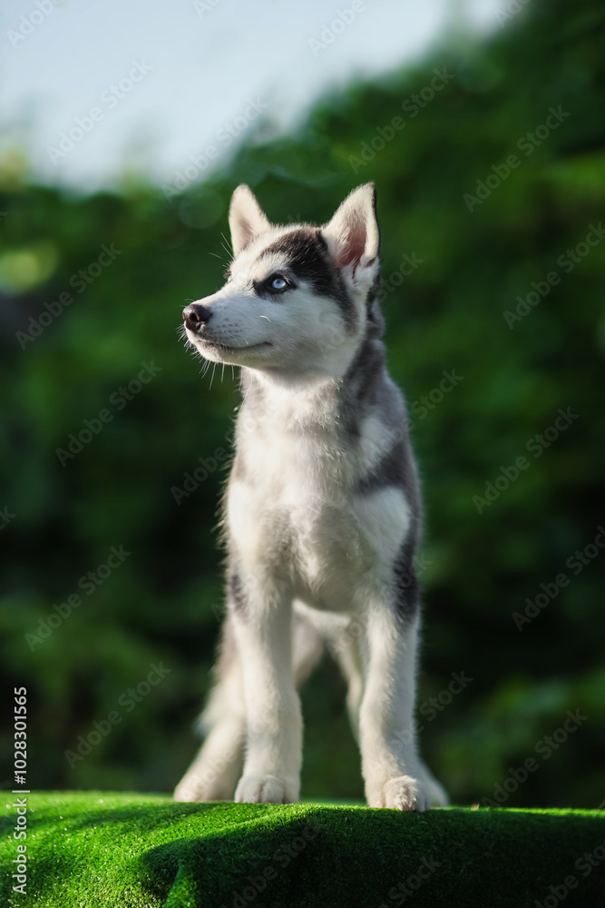 One Little cute puppy of Siberian husky dog outdoors One Little cute puppy of Siberian husky dog outdoors
