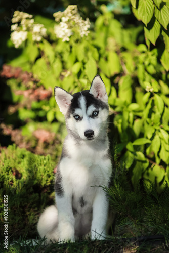 One Little cute puppy of Siberian husky dog outdoors