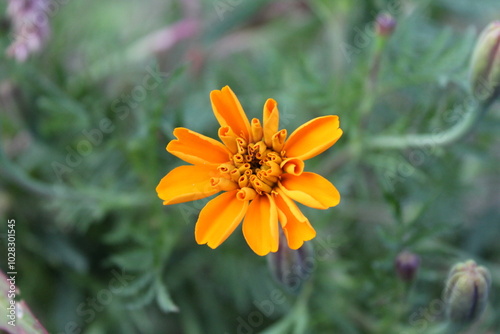 Tagetes, Calendula or Merigold yellow flower photo