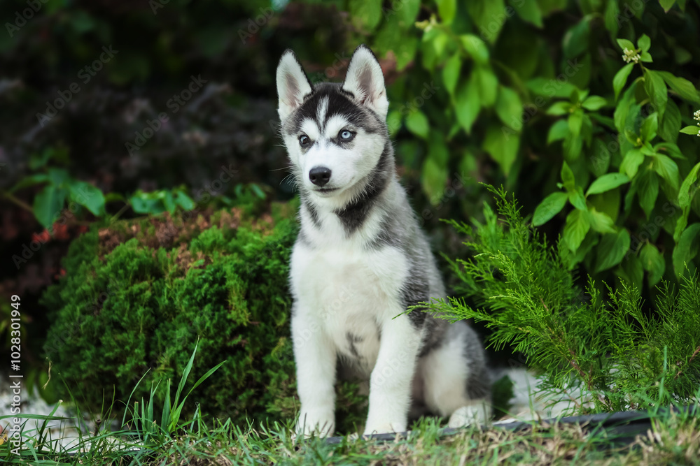 One Little cute puppy of Siberian husky dog outdoors