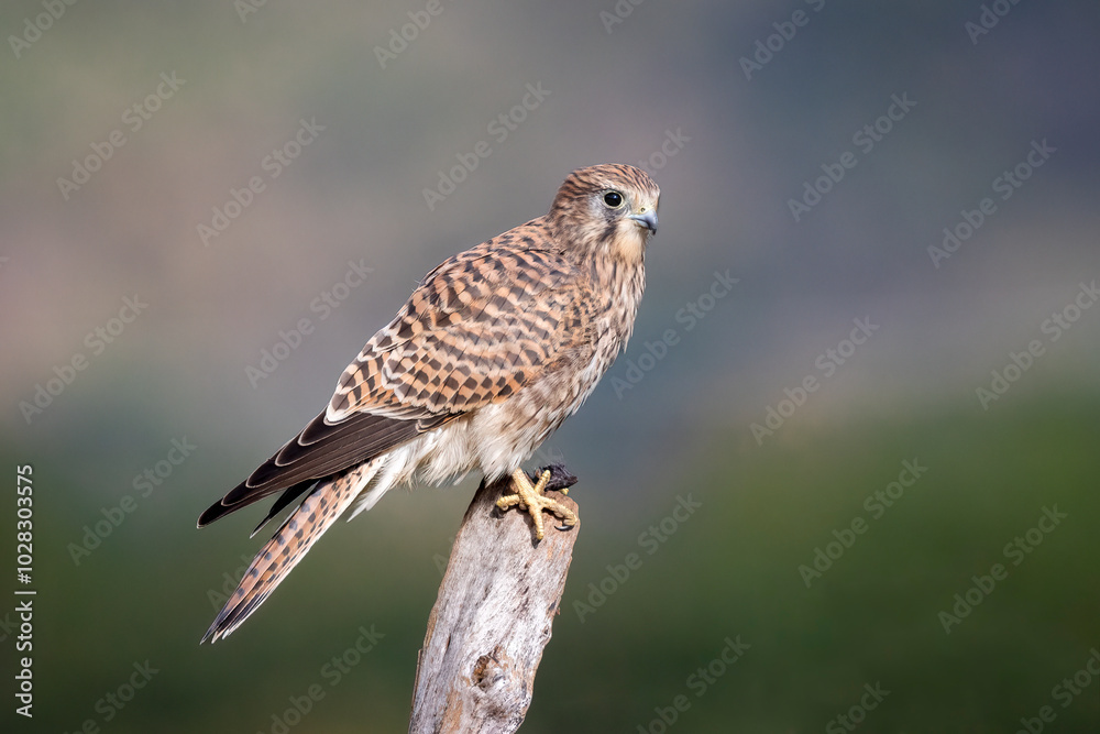 A close up portrait of a female kestrel as she perches on an old wooden post. The out of focus background provides space for copy text A close up portrait of a female kestrel as she perches on an old wooden post. The out of focus background provides space for copy text