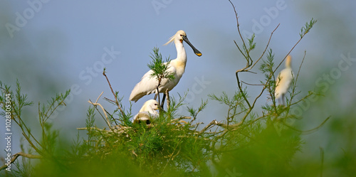 Foto Löffler am Nest // Eurasian spoonbill (Platalea leucorodia)