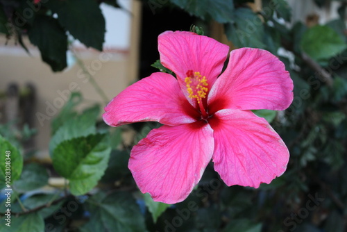 Hibisceae, Thespesia grandiflora or Shoeblackplant Beautiful Red Flower photo