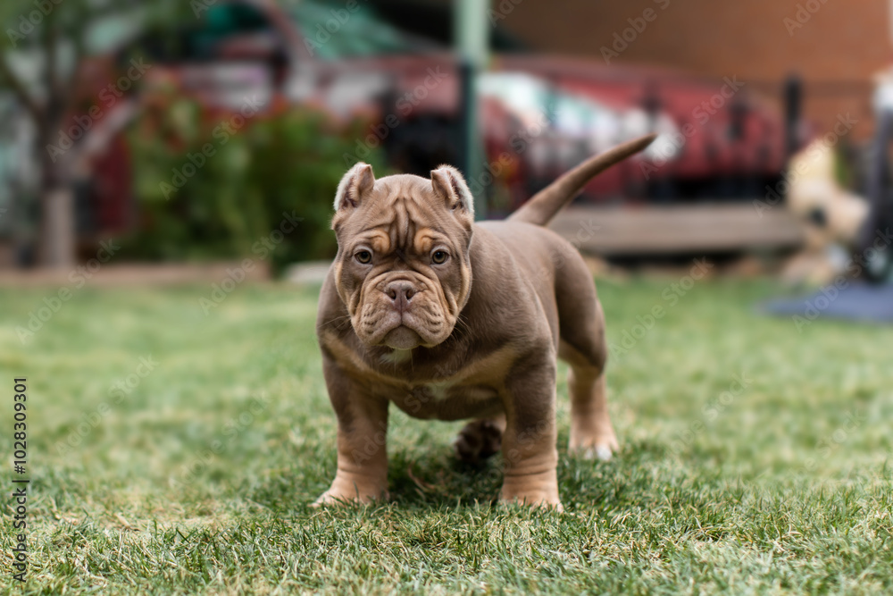 Cute little American bully puppy Cute little American bully puppy