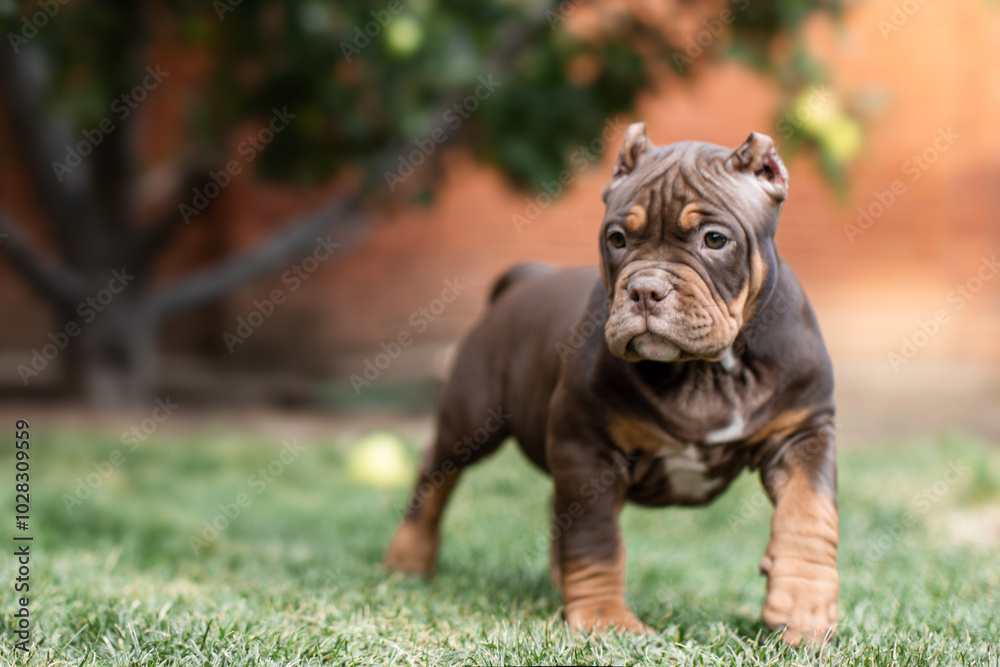 Cute little American bully puppy Cute little American bully puppy