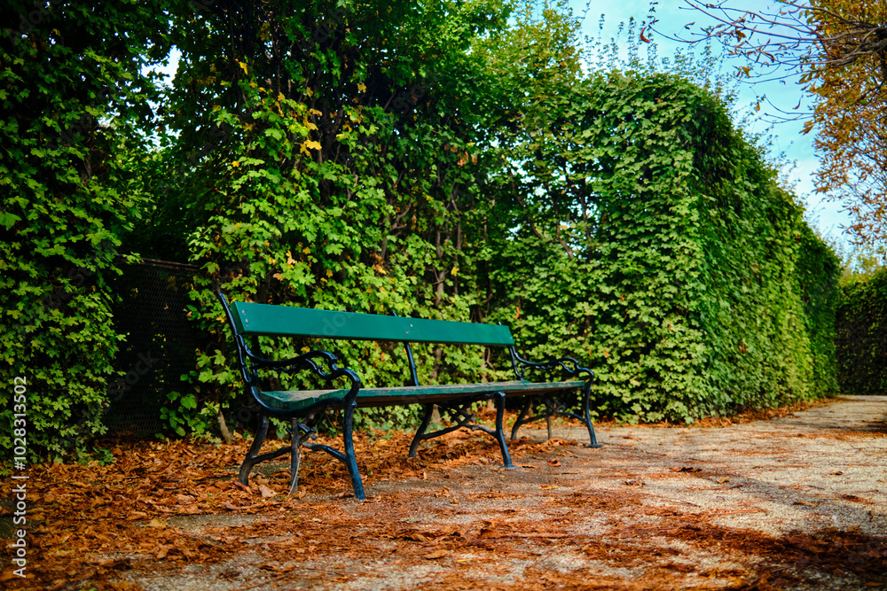 A bench in front of a big bush A bench in front of a big bush
