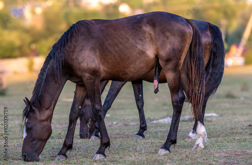 A horse with an erect penis in a close-up field.